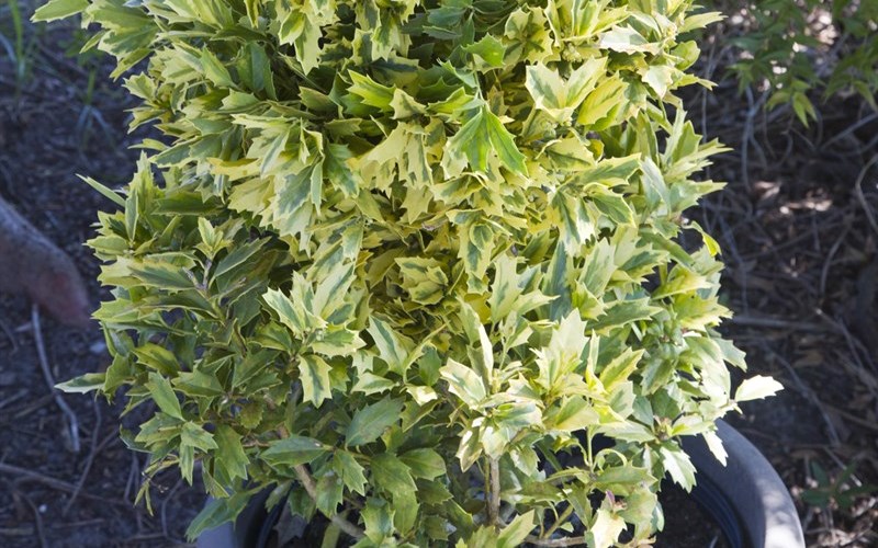 Golden Oakland Holly - 1 Gallon - Perennial Plants | ToGoGarden