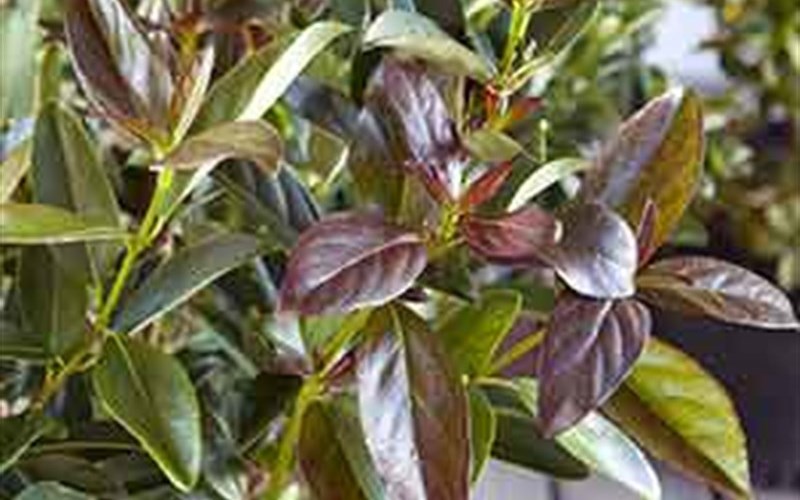 Coppertop® Sweet Viburnum - 3 Gallon - Perennial Plants | ToGoGarden