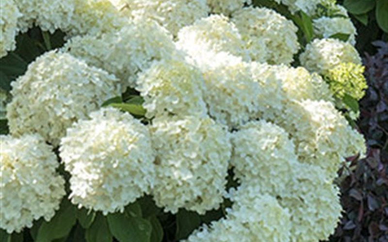 White Wedding Hydrangea - 2 Gallon - Hydrangea Shrubs | ToGoGarden