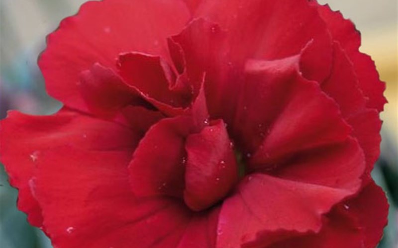 Dianthus 'SuperTrouper™ 'Velvet Red'   Carnation - 10 Count Flat of Quart Pots - New Arrivals | ToGoGarden