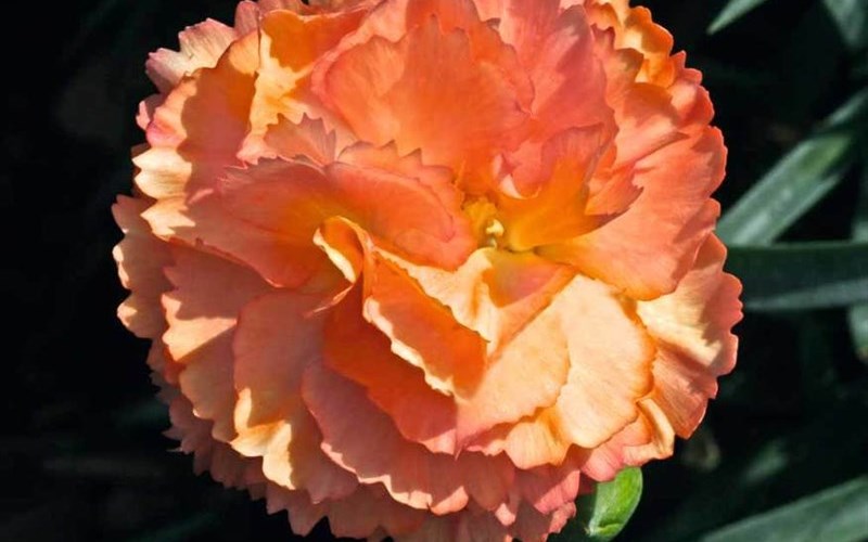 Dianthus 'SuperTrouper™ Orange' Carnation - 10 Count Flat of Quart Pots - New Arrivals | ToGoGarden