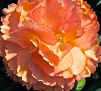 Shop Dianthus 'SuperTrouper™ Orange' Carnation - 10 Count Flat of Quart Pots