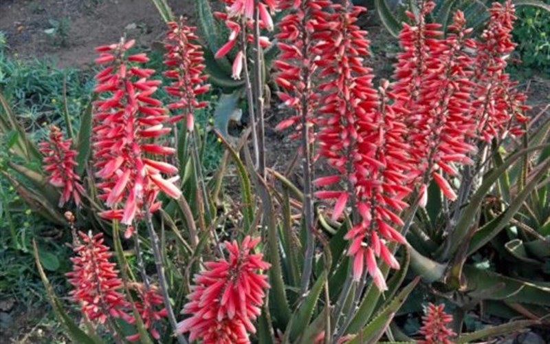 Aloe Safari Rose PP28002 - 1 Gallon - Perennial Plants | ToGoGarden