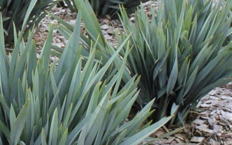 Dianella Clarity Blue™ PP27348 - 2.5 Quart - Featured Plants | ToGoGarden