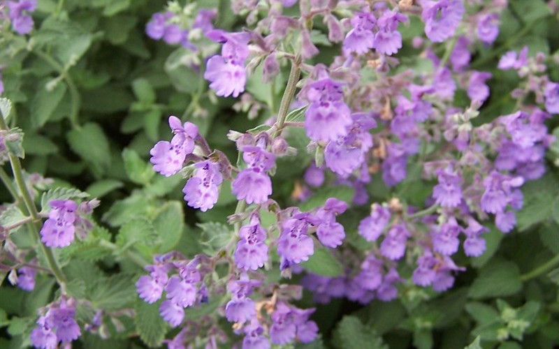 Walker's Low Catmint  - 1 Gallon - Nepeta - Catmint | ToGoGarden