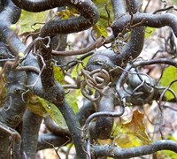 Corylus 'Contorted Filbert'- Henry Lauder's Walking Stick Corylus 'Contorted Filbert'- Henry Lauder's Walking Stick