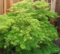 Waterfall Japanese Maple