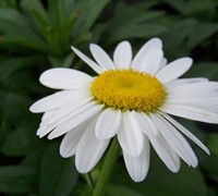 Becky Shasta Daisy Becky Shasta Daisy