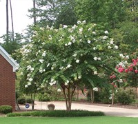 Shop Natchez Crape Myrtle - 1 Gallon