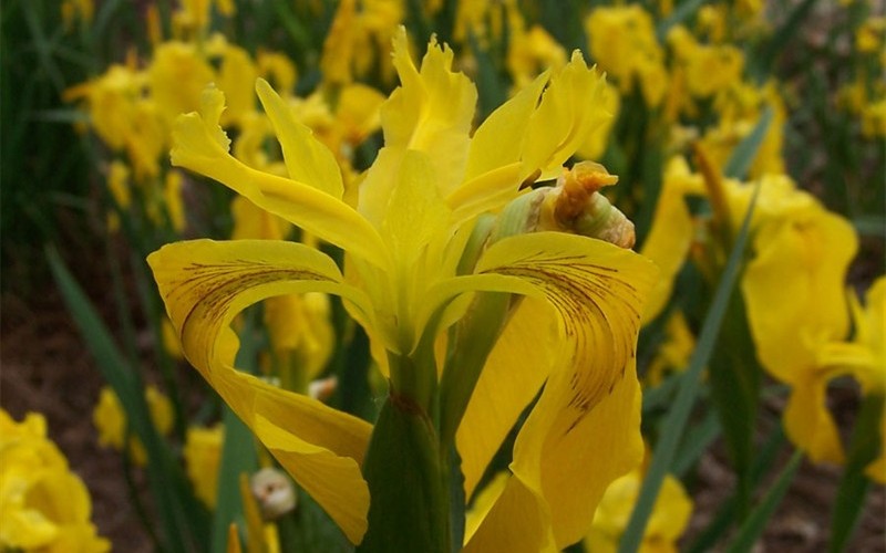 Iris pseudacorus - Yellow Flag Iris Photo 1