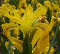 Iris pseudacorus - Yellow Flag Iris