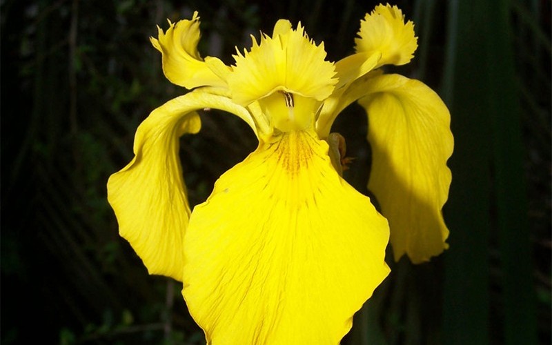 Iris pseudacorus - Yellow Flag Iris Photo 3