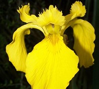 Iris pseudacorus - Yellow Flag Iris