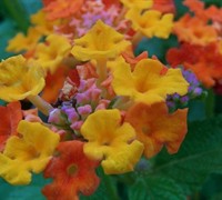 Sonset Hardy Lantana