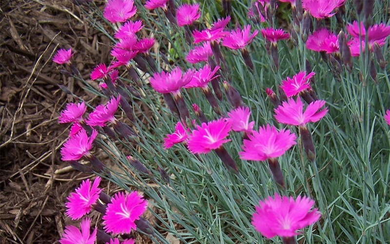 Neon Star Dianthus - Cottage Pinks Photo 2