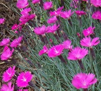Neon Star Dianthus - Cottage Pinks