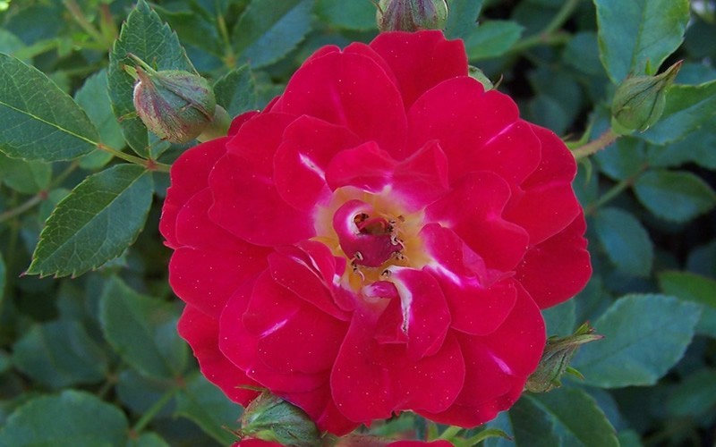 Red Drift Rose Photo 2