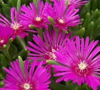 Delosperma cooperi - Purple Hardy Ice Plant