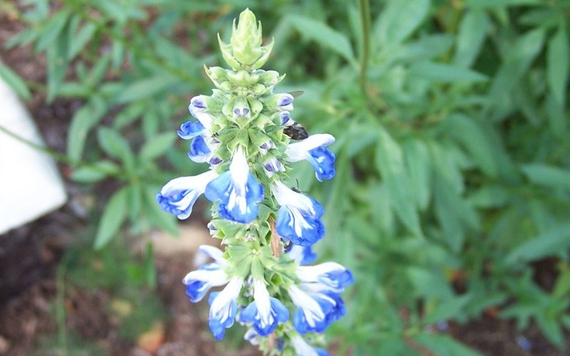 Bog Sage - Salvia uliginosa Photo 1
