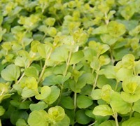 Aurea Golden Creeping Jenny