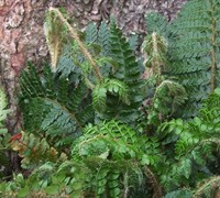 Korean Tassle Fern - Polystichum Korean Tassle Fern - Polystichum