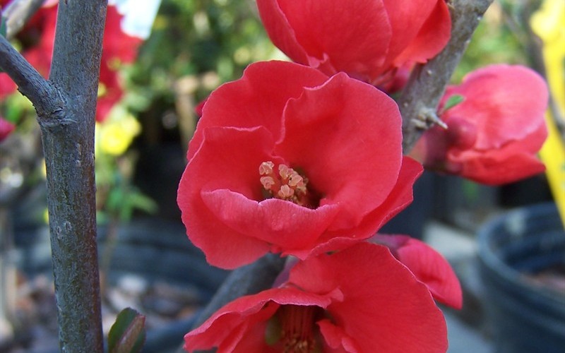 Spitfire Flowering Quince Photo 2