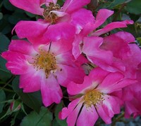 Pink Drift Rose