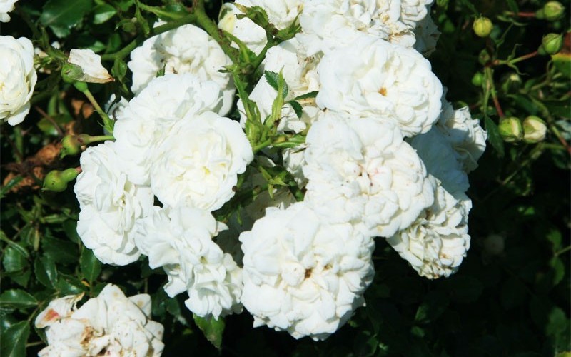 White Drift Rose Photo 3