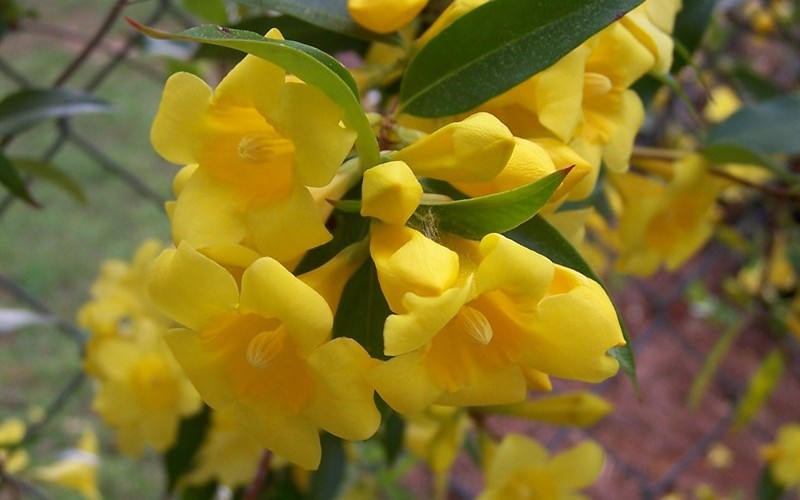Carolina Yellow Jasmine Vine - Gelsemium sempervirens - 2.5 Quart - Flowering Vines | ToGoGarden