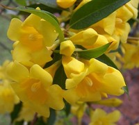 Shop Carolina Yellow Jasmine Vine - Gelsemium sempervirens - 2.5 Quart