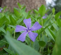 Shop Evergreen Periwinkle - 18 Count Flat of 3.5" Pots