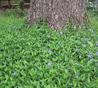 Evergreen Periwinkle