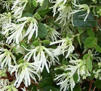 Emerald Snow Loropetalum