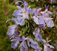 Arp Rosemary  Greenwood Nursery