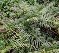 Creeping Plum Yew - Cephalotaxus harringtonia 'Prostrata'