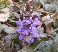 Catlins Giant Bugleweed