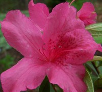 Judge Solomon Southern Indica Azalea