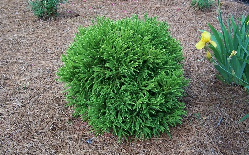 Dwarf Global Japanese Cedar - Cryptomeria japonica 'Globosa Nana' - 1 Gallon - Deer Resistant Shrubs | ToGoGarden