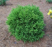 Shop Dwarf Global Japanese Cedar - Cryptomeria japonica 'Globosa Nana' - 1 Gallon