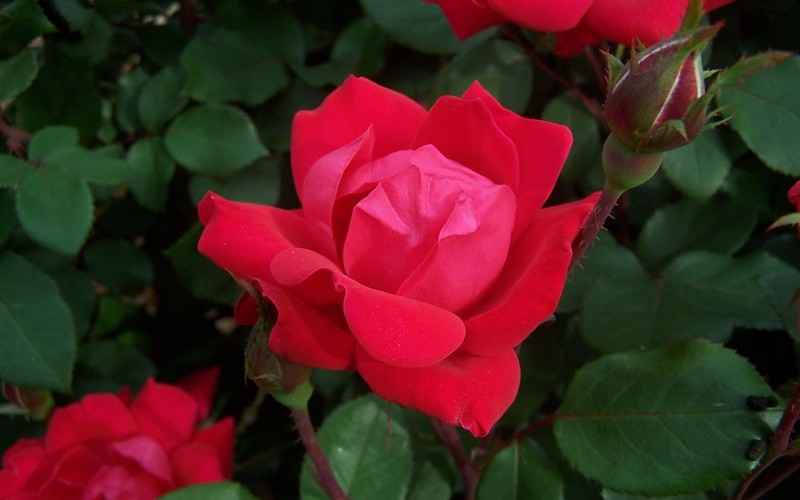 Double Knock Out Red Rose Photo 3