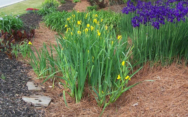 Iris pseudacorus - Yellow Flag Iris Photo 2