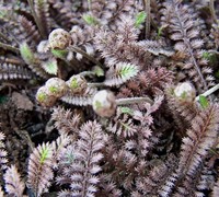 Leptinella squalida 'Platts Black' - Platts Black Brass Buttons