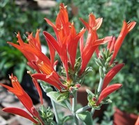 Hummingbird Plant - Dicliptera suberecta