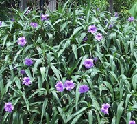 Purple Showers Mexican Petunia - Ruellia