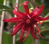 Florida Anise - Illicium floridanum