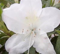 Shop Mrs. G.G. Gerbing Southern Indica Azalea - 2.5 Quart