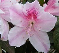 George Taber Southern Indica Azalea