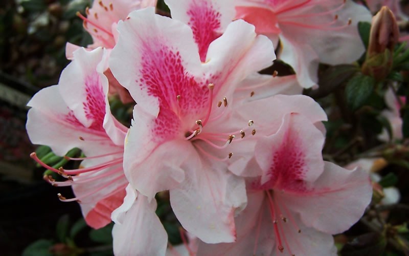 Autumn Chiffon Encore Azalea - 1 Gallon - Evergreen Shrubs | ToGoGarden