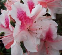 Shop Autumn Chiffon Encore Azalea - 1 Gallon