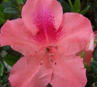 Evergreen Shrub Dwarf 1 Gallon Huge-4 Soft Pink Blooms Hilda Niblett Azalea Cold Hardy,Shipped in Gallon pot-12-20 inches Tall, 